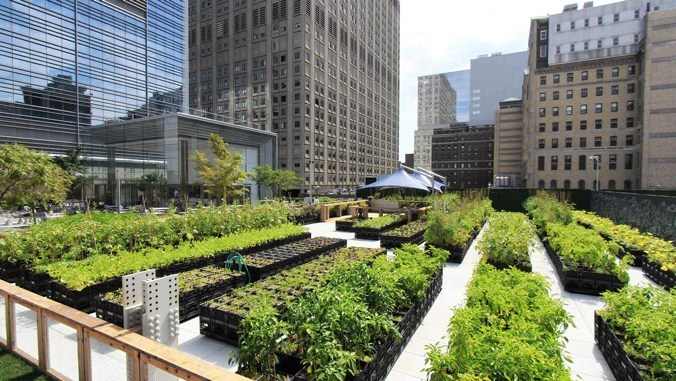 Urban Agriculture and its benefits (P1)